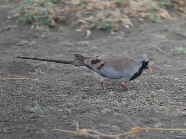 <h3><a href="/trips/tanzania/biota/animalia/chordata/aves/026 columbiformes/001 columbidae/oena capensis/oena capensis-nl.html">Oena&nbsp;capensis</a> / Namaqua&nbsp;dove / Maskerduif</h3>OM-1 Mark II met OLYMPUS M.150-400mm F4.5, 1/2000 sec  bij F4.5, ISO 2500, afstand 10.6&nbsp;m